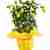Fragrant Lemon plant 