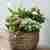 Καλάθι με ανθισμένα φυτά σε ροζ/λευκό χρώμα | ΠΑΡΑΔΟΣΗ ΕΠΟΜΕΝΗ ΜΕΡΑ  
