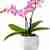 Pink miniature double stem orchid 