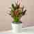 Bold Pink Calla Lily Plant