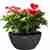 Anthurium plants in self watering pot