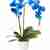 Blue orchid phalaenopsis