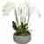 White Phalaenopsis orchid arrangement