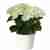 White hydrangea plant