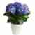 Blue Hydrangea plant 