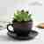 Succulent in ceramic mug