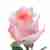 Pink Roses by stem