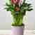 Pink Calla Lily Plant