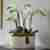 Striking white orchid arrangement