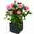 Pink rose plant in cube
