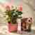 Body care gift set and pink rose tree